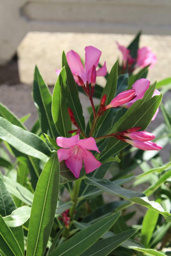 斯维蒂尤拉伊Kuca Za Odmor_Danica别墅 外观 照片